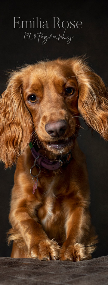 fine art image of a spaniel