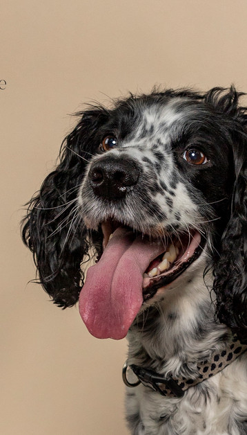 photograph of a spaniel